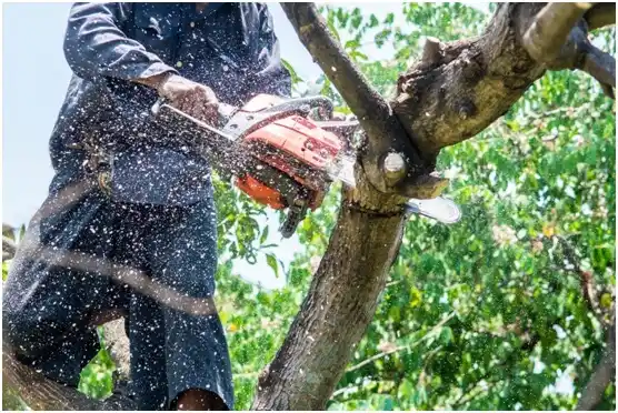 tree services Stormstown